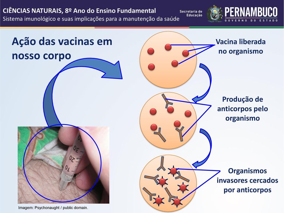 pelo organismo Organismos invasores cercados