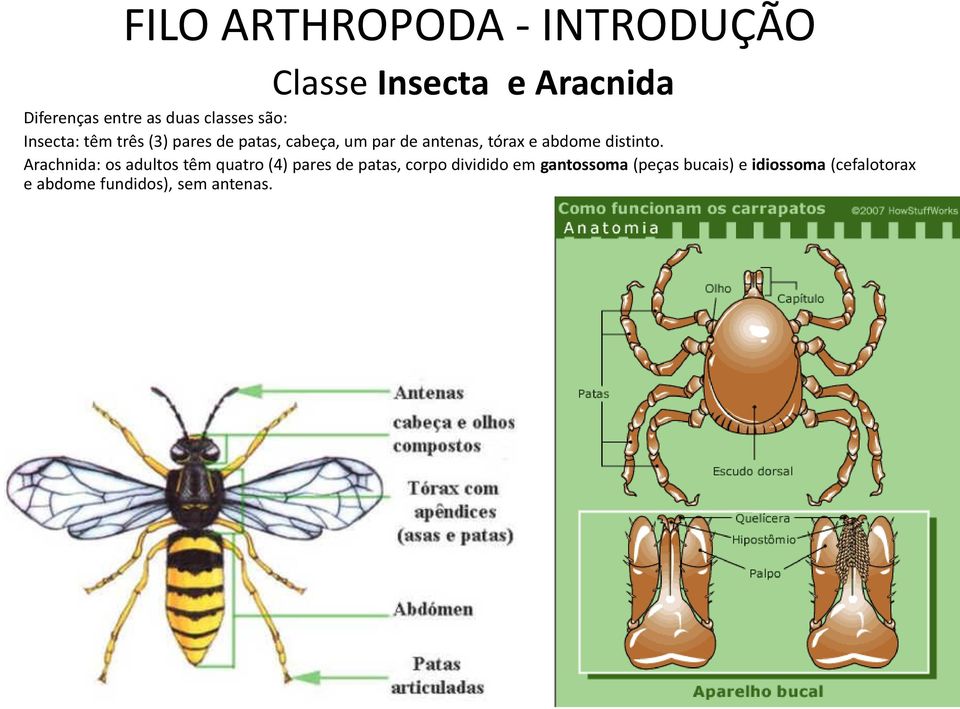 Arachnida: os adultos têm quatro (4) pares de patas, corpo dividido em