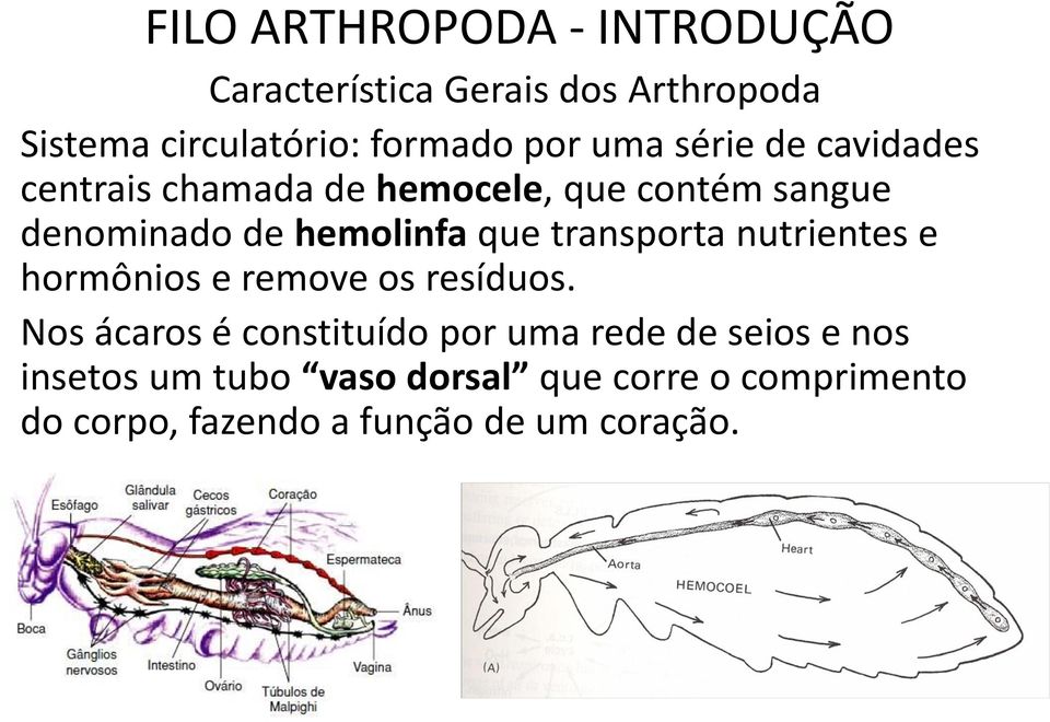 transporta nutrientes e hormônios e remove os resíduos.