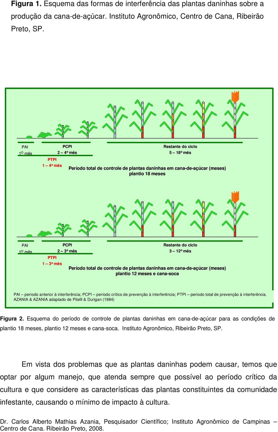 o mês 3 12 o mês PTPI 1 3 o mês Período total de controle de plantas daninhas em cana-de-açúcar (meses) plantio 12 meses e cana-soca PAI período anterior à interferência; PCPI período crítico de