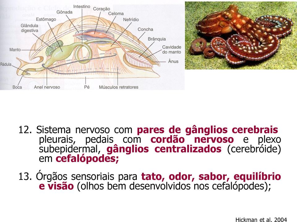 (cerebróide) em cefalópodes; 13.