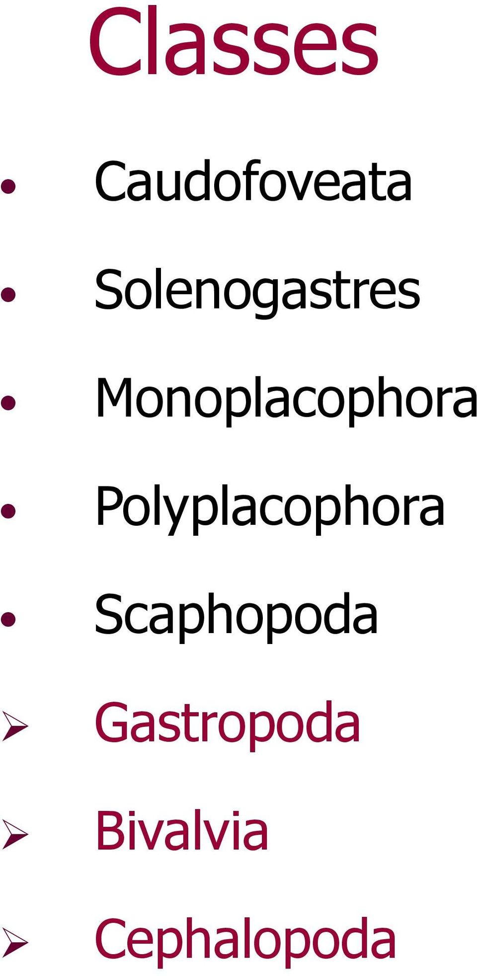 Monoplacophora