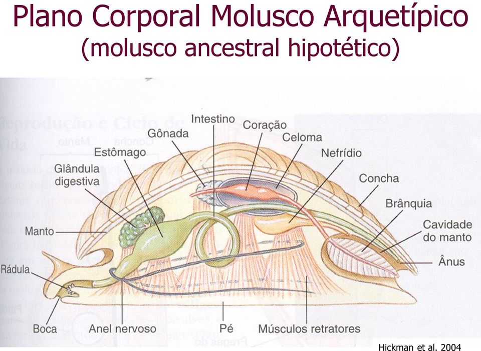 (molusco ancestral