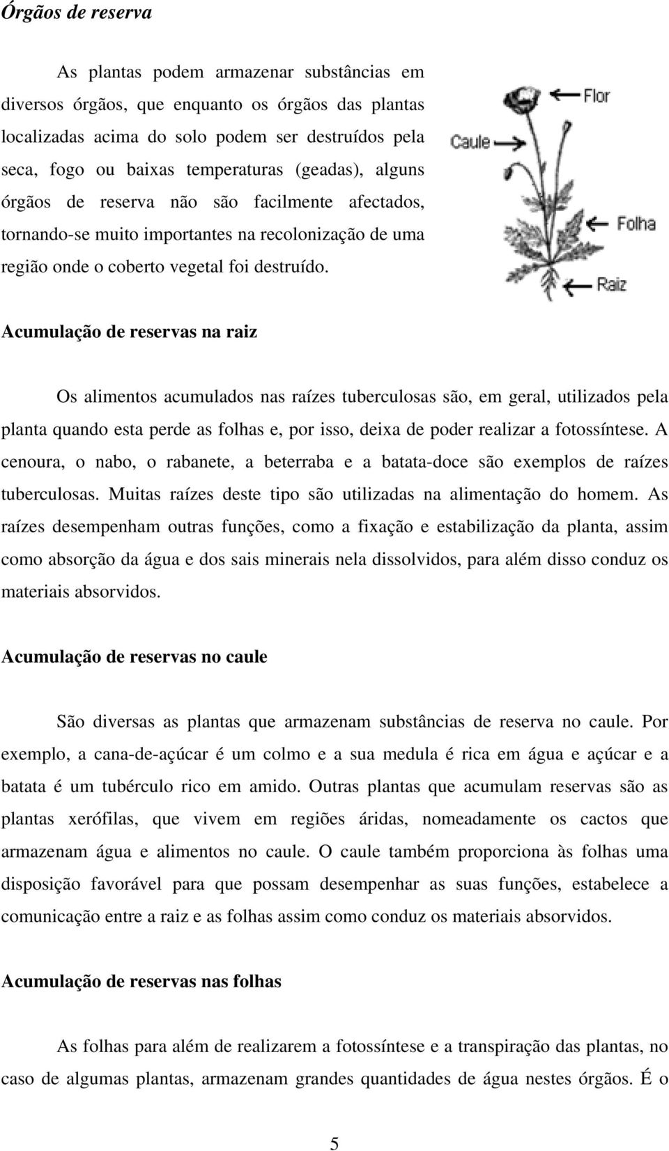 Acumulação de reservas na raiz Os alimentos acumulados nas raízes tuberculosas são, em geral, utilizados pela planta quando esta perde as folhas e, por isso, deixa de poder realizar a fotossíntese.