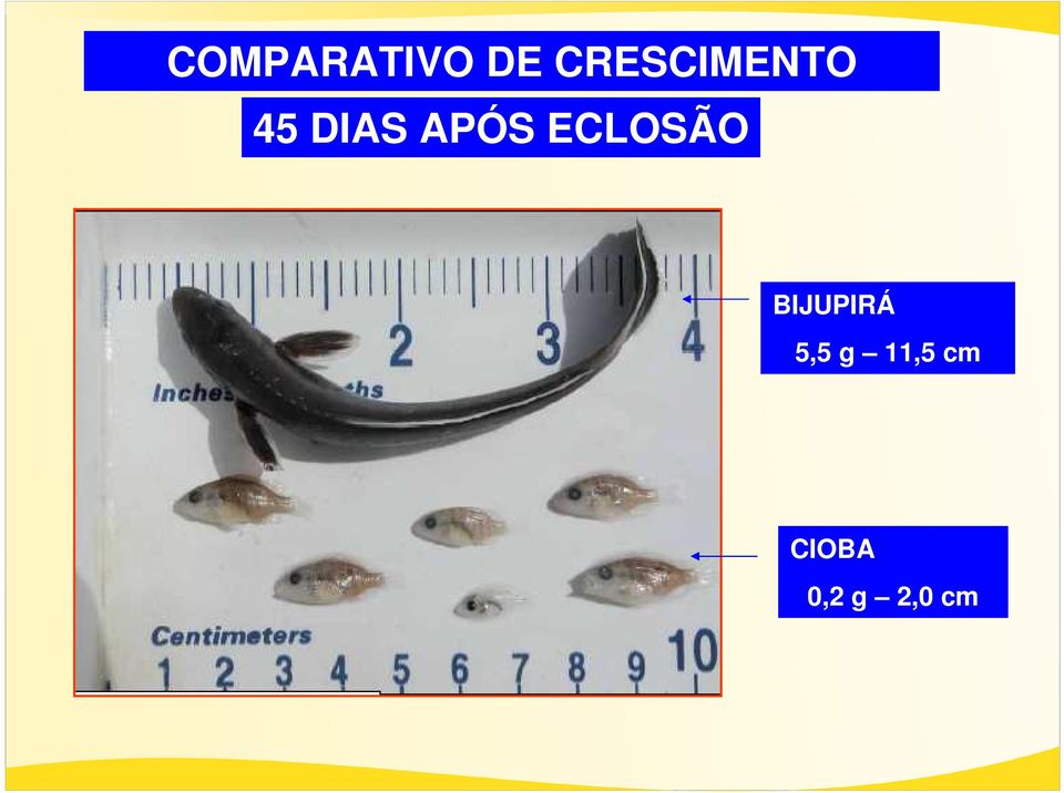 APÓS ECLOSÃO BIJUPIRÁ