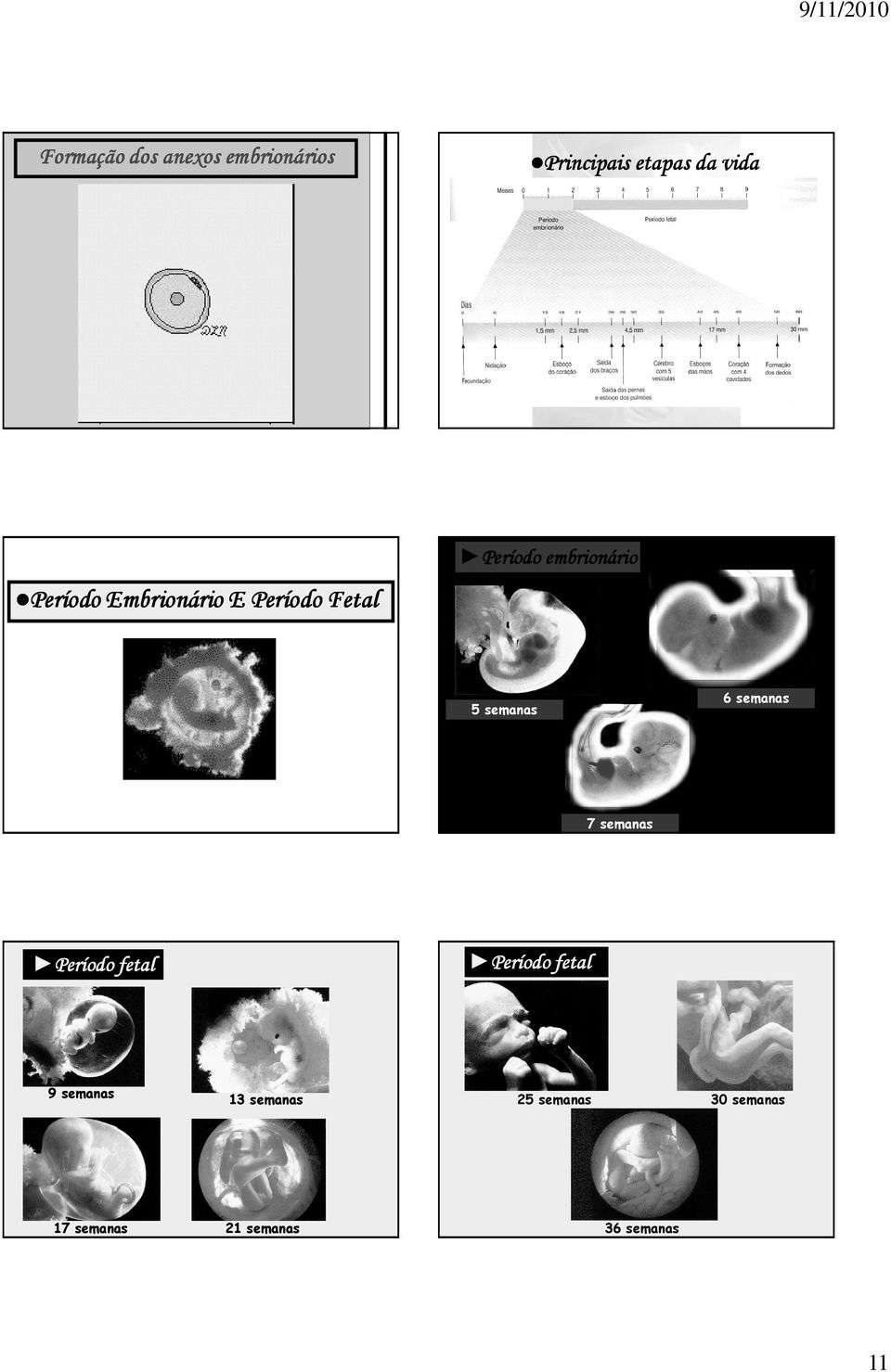 semanas 7 semanas Período Período fetal Período Período fetal 9