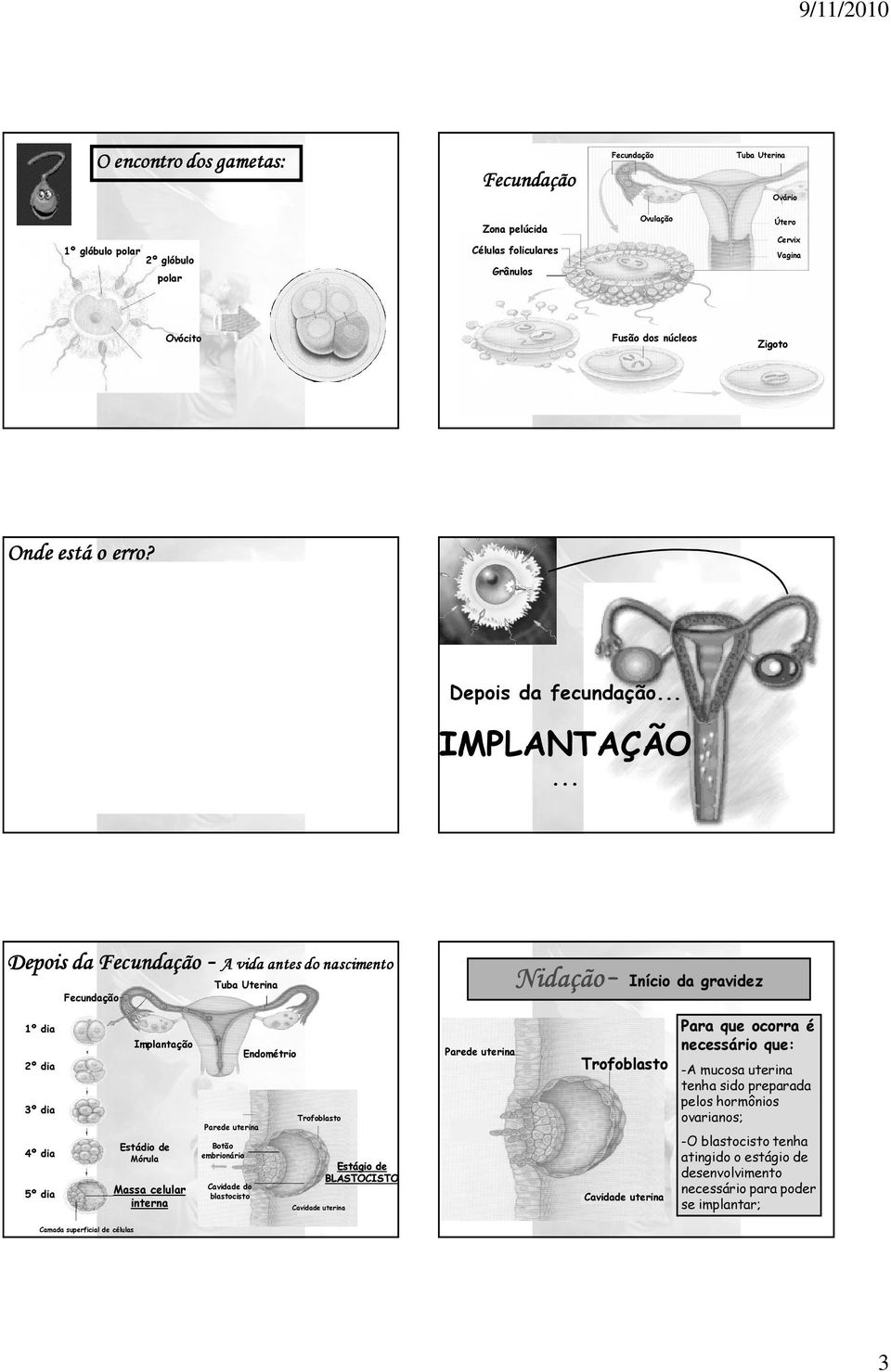 .. Depois da Fecundação - A vida antes do nascimento Tuba Uterina Fecundação Nidação Início da gravidez Para que ocorra é necessário que: 1º dia Implantação Parede uterina Endométrio 2º dia 3º dia