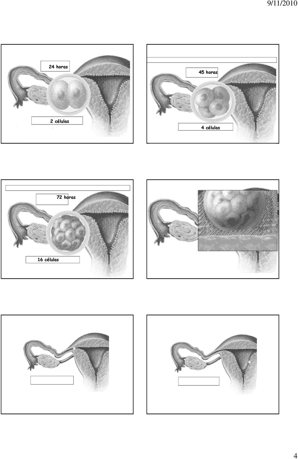 células 4