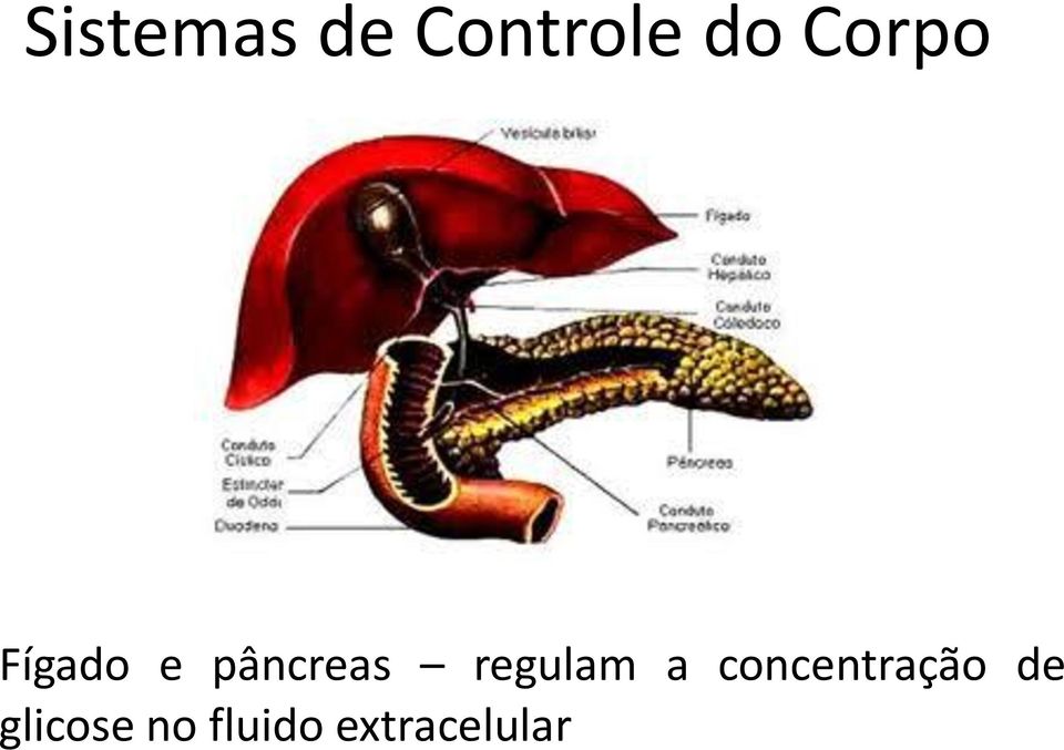 regulam a concentração de