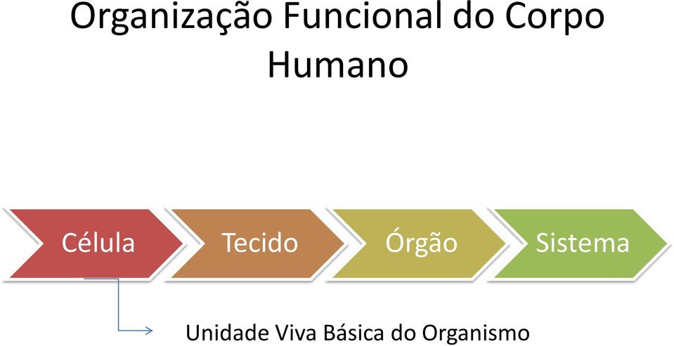 Tecido Órgão Sistema