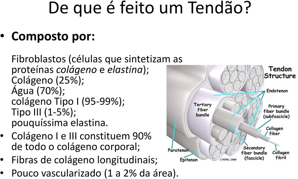 elastina); Colágeno (25%); Água (70%); colágeno Tipo I (95-99%); Tipo III (1-5%);