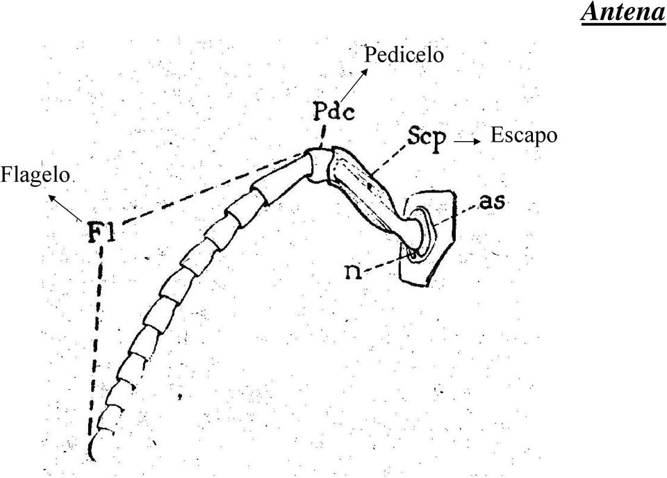 Flagelo