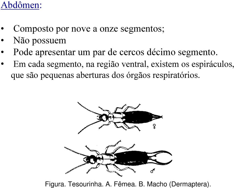 Em cada segmento, na região ventral, existem os espiráculos, que são