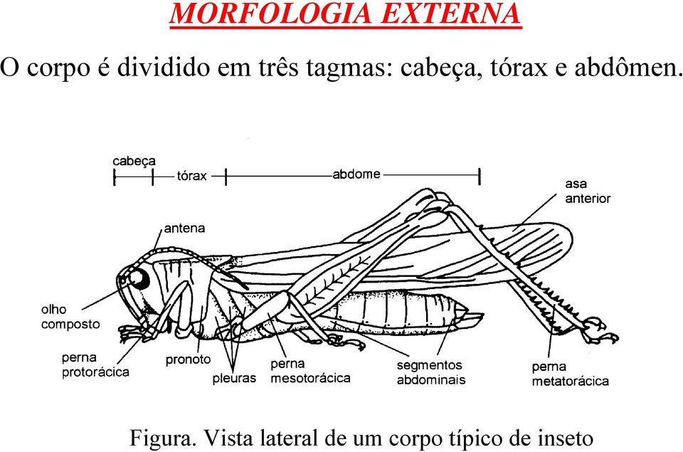 tórax e abdômen. Figura.