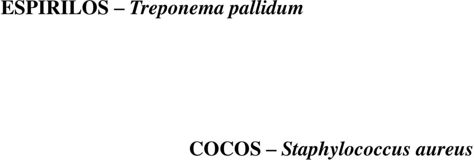 pallidum