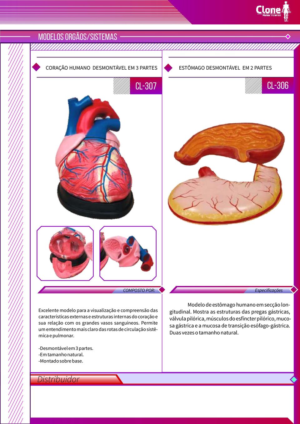Permite um entendimento mais claro das rotas de circulação sistêmica e pulmonar. Modelo de estômago humano em secção longitudinal.