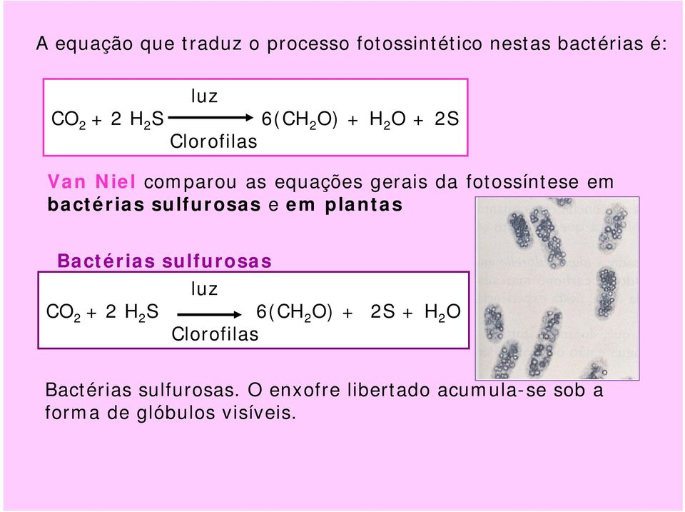 bactérias sulfurosas e em plantas Bactérias sulfurosas CO 2 + 2 H 2 S luz 6(CH 2 O) + 2S + H
