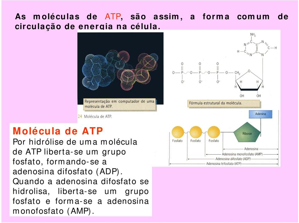 Molécula de ATP Por hidrólise de uma molécula de ATP liberta-se um grupo