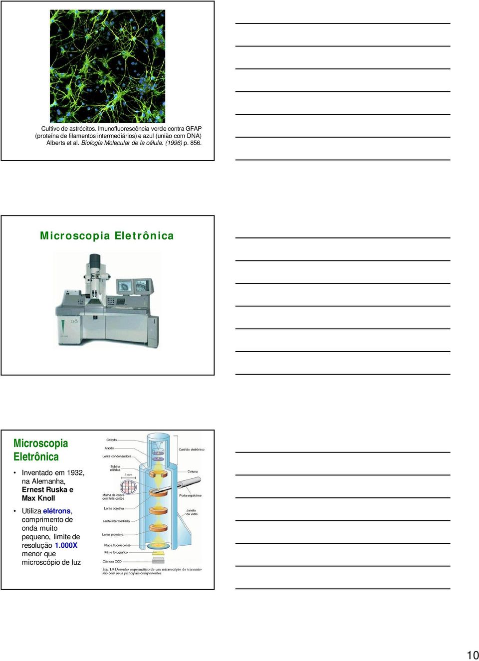 Alberts et al. Biología Molecular de la célula. (1996) p. 856.