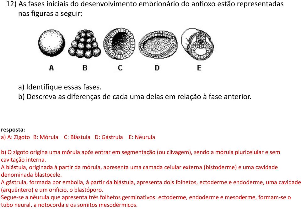 resposta: a) A: Zigoto B: Mórula C: Blástula D: Gástrula E: Nêurula b) O zigoto origina uma mórula após entrar em segmentação (ou clivagem), sendo a mórula pluricelular e sem cavitação interna.