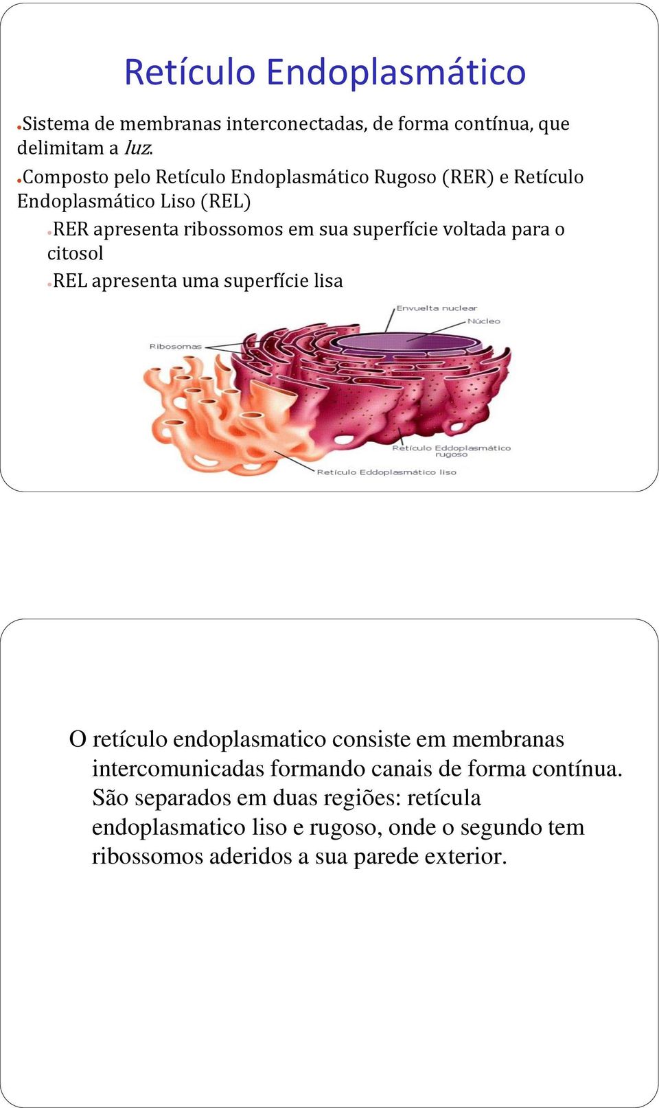 voltada para o citosol REL apresenta uma superfície lisa O retículo endoplasmatico consiste em membranas intercomunicadas formando