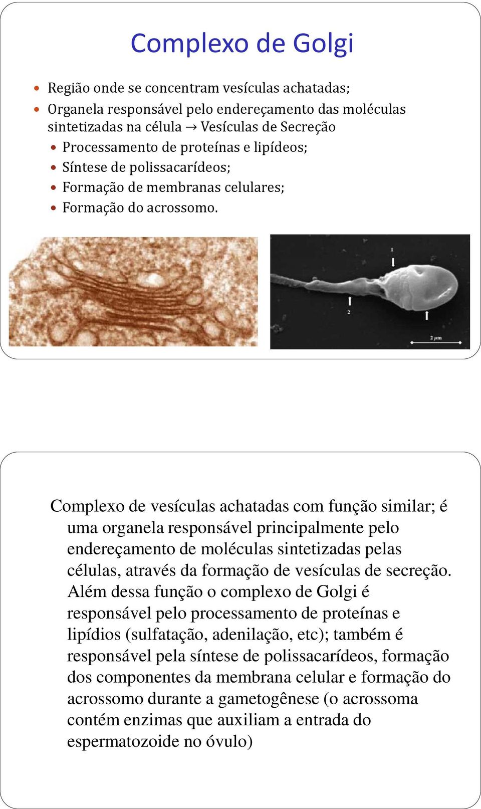 Complexo de vesículas achatadas com função similar; é uma organela responsável principalmente pelo endereçamento de moléculas sintetizadas pelas células, através da formação de vesículas de secreção.