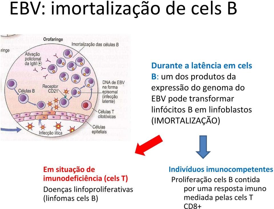 situação de imunodeficiência (cels T) Doenças linfoproliferativas (linfomas cels B)