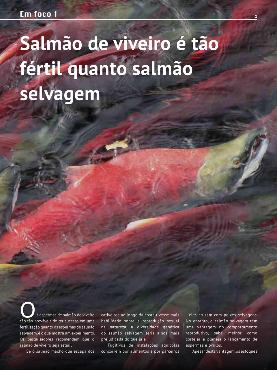 Se o salmão macho que escapa dos cativeiros ao longo da costa tivesse mais habilidade sobre a reprodução sexual na natureza, a diversidade genética do salmão selvagem seria ainda mais