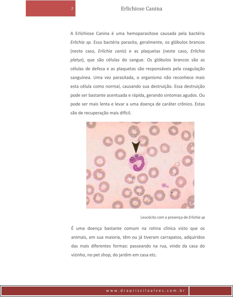 Os glóbulos brancos são as células de defesa e as plaquetas são responsáveis pela coagulação sanguínea.