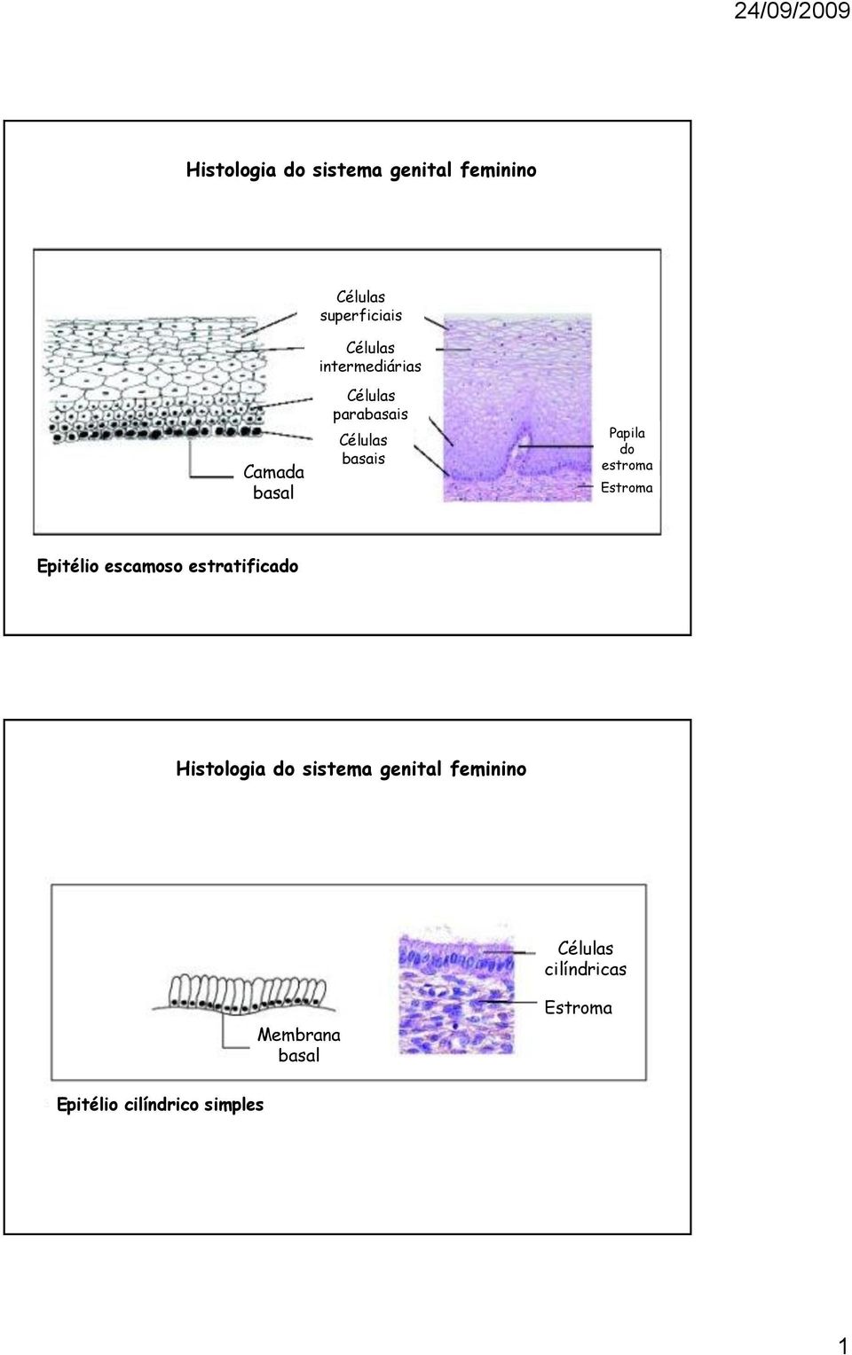 Estroma Epitélio escamoso estratificado Histologia do sistema genital