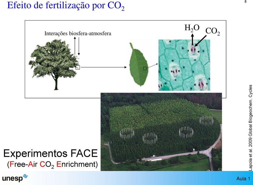 Interações biosfera-atmosfera H 2 O CO2