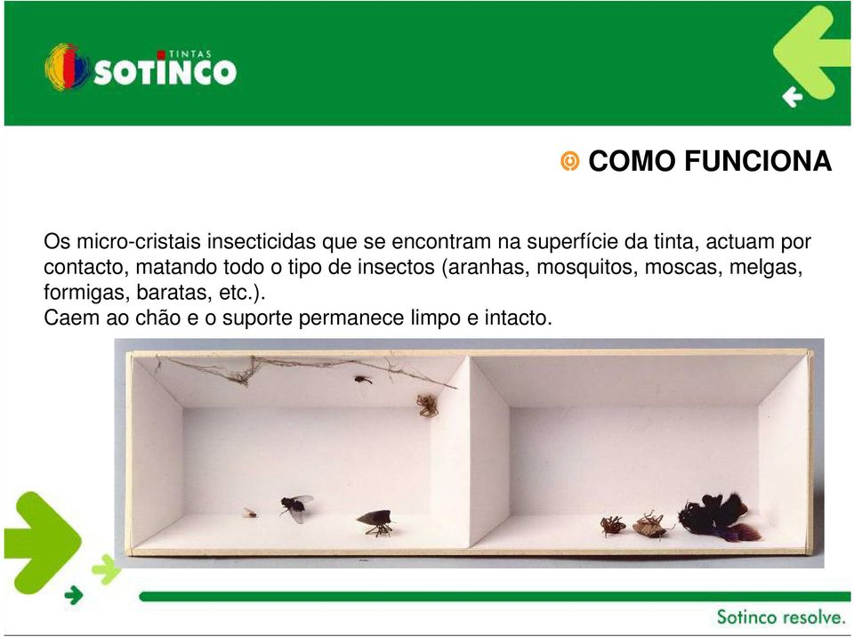 tipo de insectos (aranhas, mosquitos, moscas, melgas, formigas,