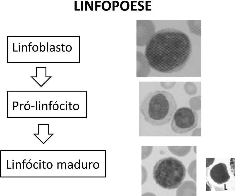 Pró-linfócito