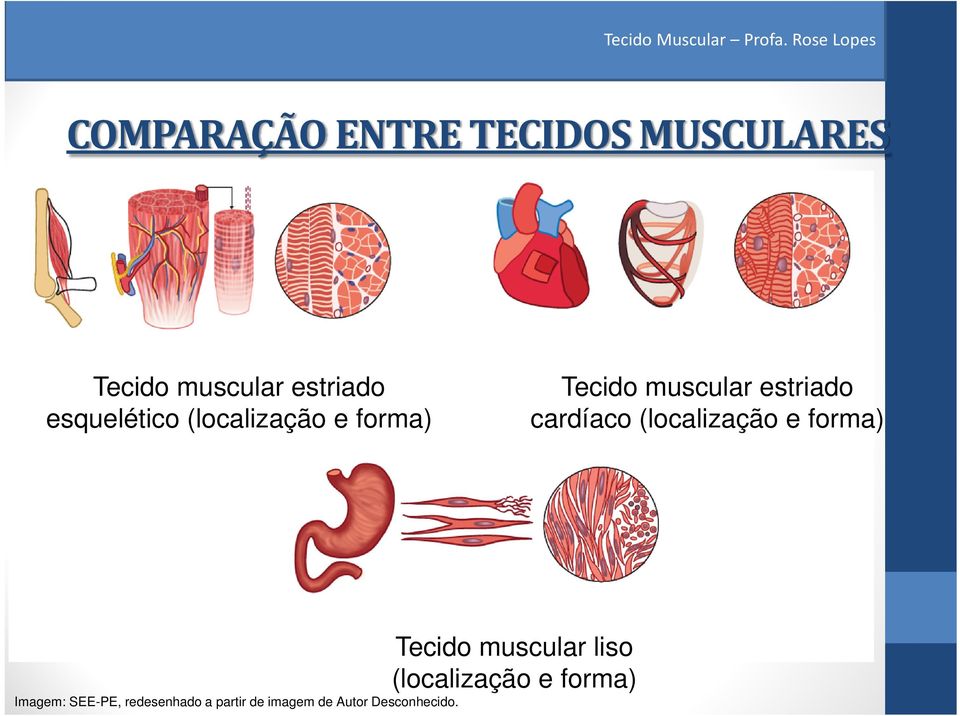 cardíaco (localização e forma) Tecido muscular liso (localização