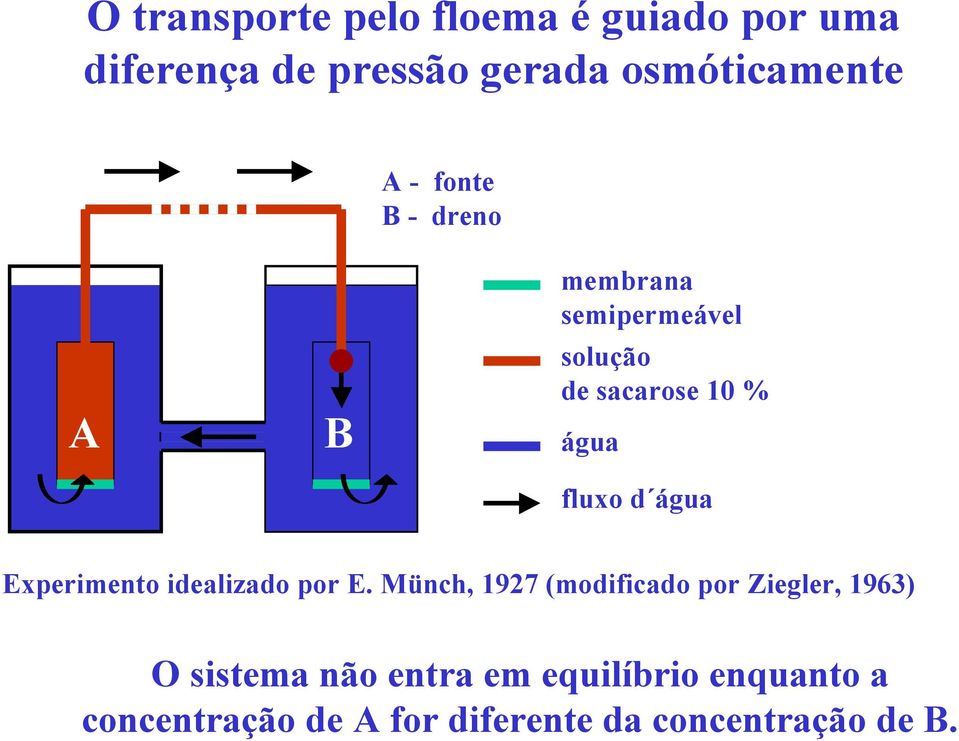 água Experimento idealizado por E.