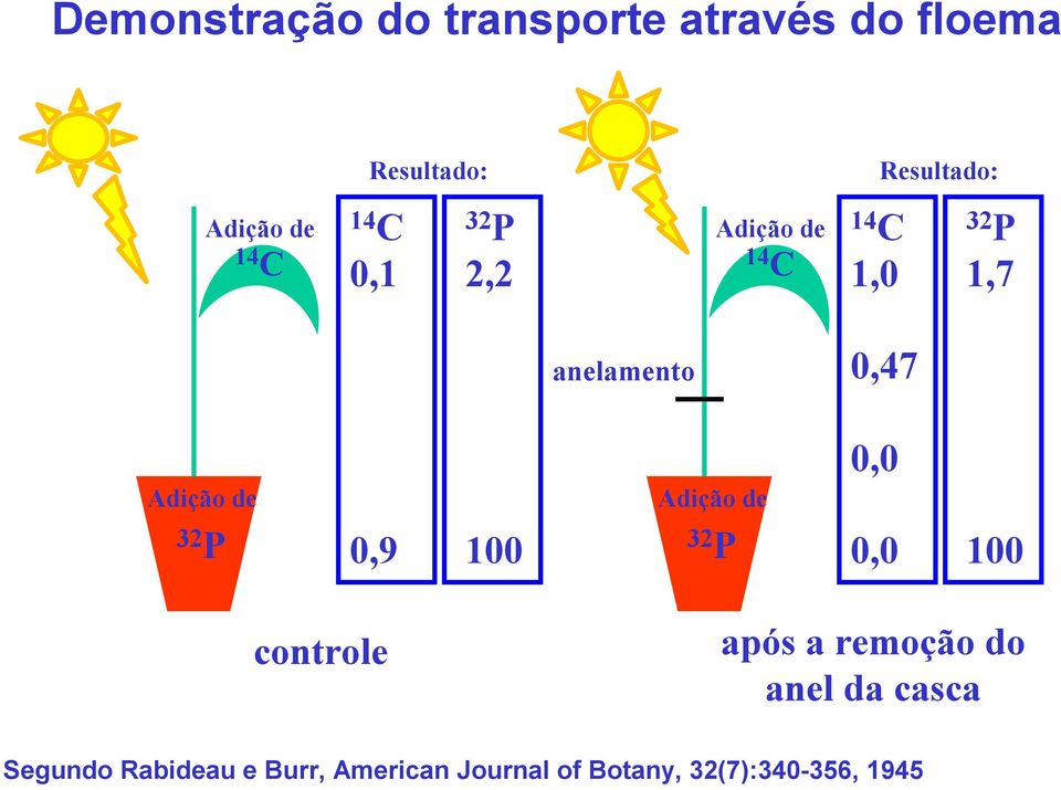 Adição de 32 P 0,9 100 Adição de 32 P 0,0 0,0 100 controle após a remoção do