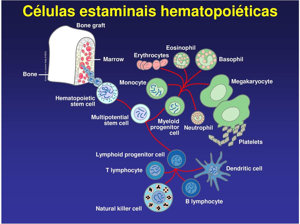 Multipotential stem cell Myeloid progenitor cell Neutrophil Platelets