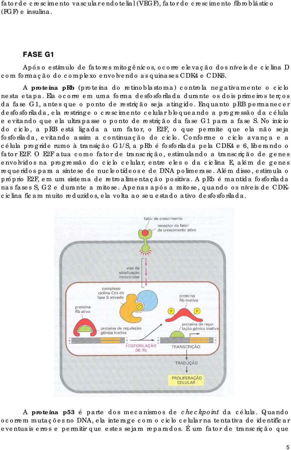 A proteína prb (proteína do retinoblastoma) controla negativamente o ciclo nesta etapa.