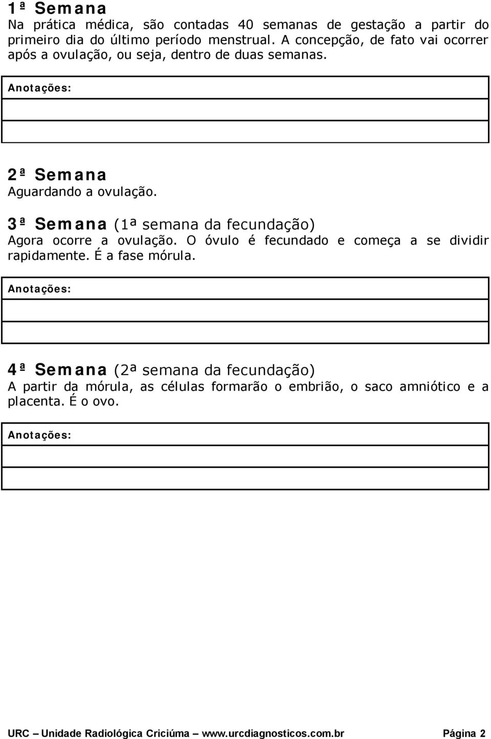 3ª Semana (1ª semana da fecundação) Agora ocorre a ovulação. O óvulo é fecundado e começa a se dividir rapidamente. É a fase mórula.