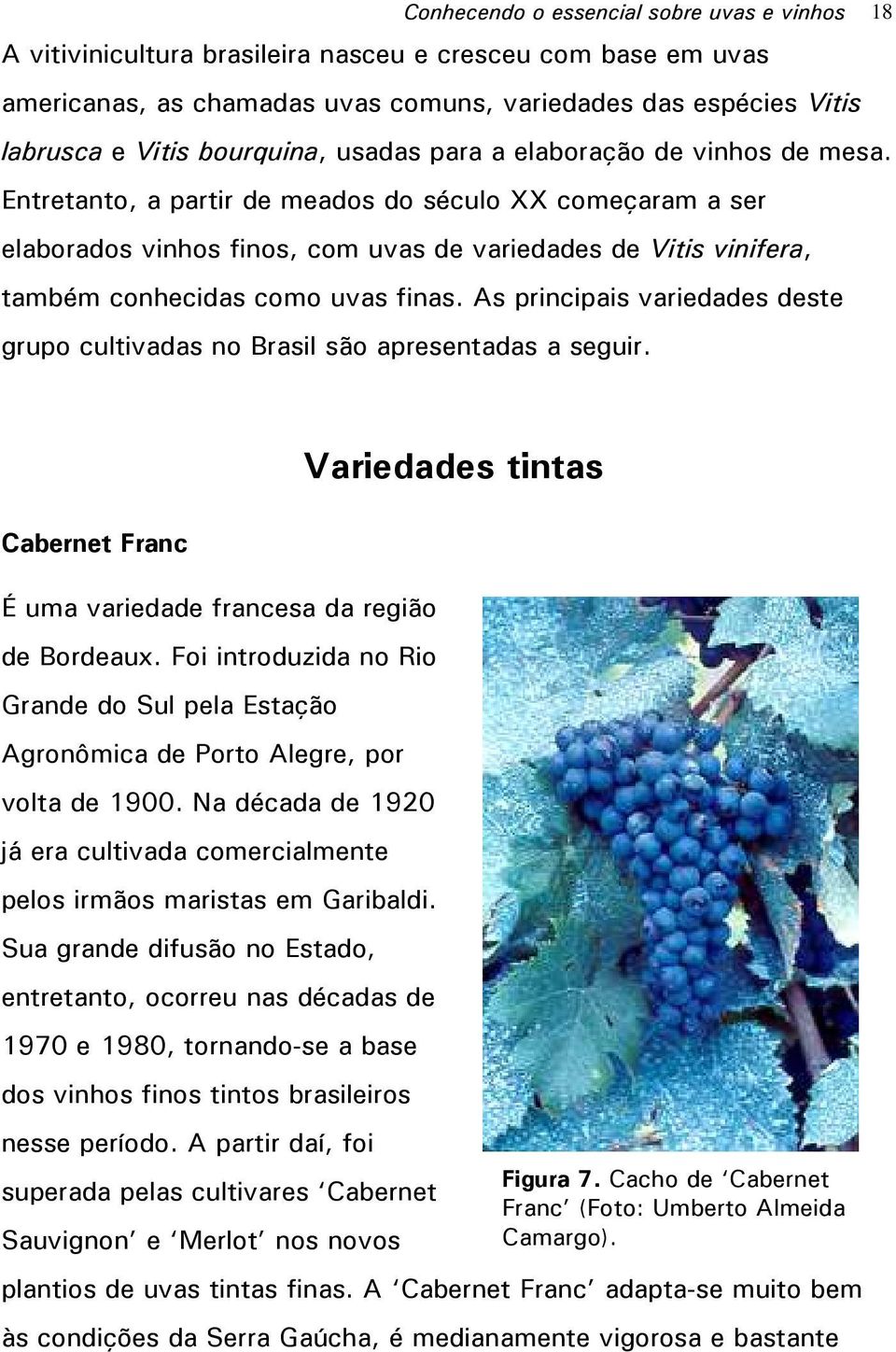 Entretanto, a partir de meados do século XX começaram a ser elaborados vinhos finos, com uvas de variedades de Vitis vinifera, também conhecidas como uvas finas.