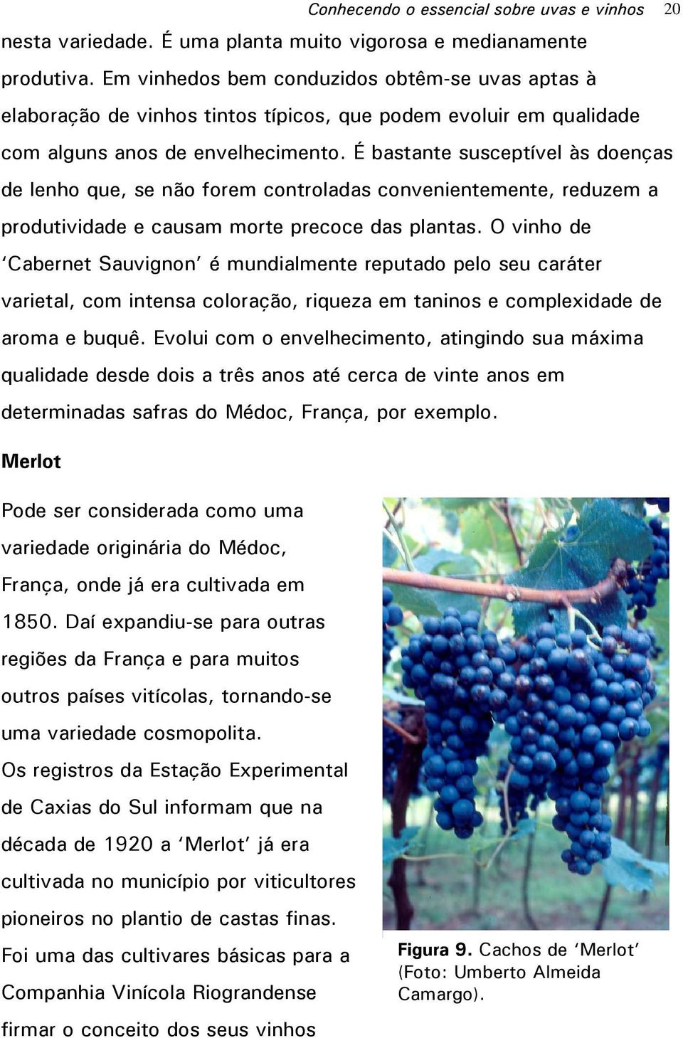 É bastante susceptível às doenças de lenho que, se não forem controladas convenientemente, reduzem a produtividade e causam morte precoce das plantas.