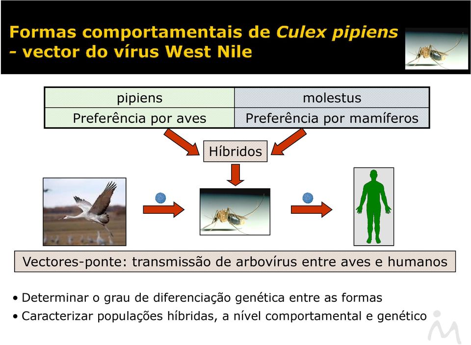 humanos Determinar o grau de diferenciação genética entre as