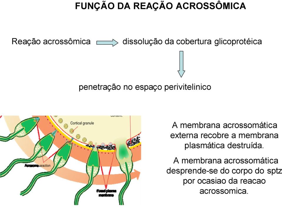 acrossomática externa recobre a membrana plasmática destruída.