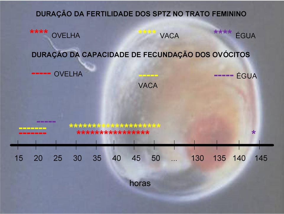 ----- OVELHA ----- VACA ----- ÉGUA ----- ------- -------