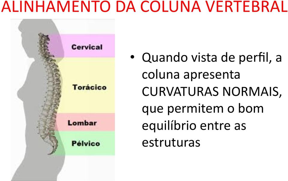 coluna apresenta CURVATURAS NORMAIS,