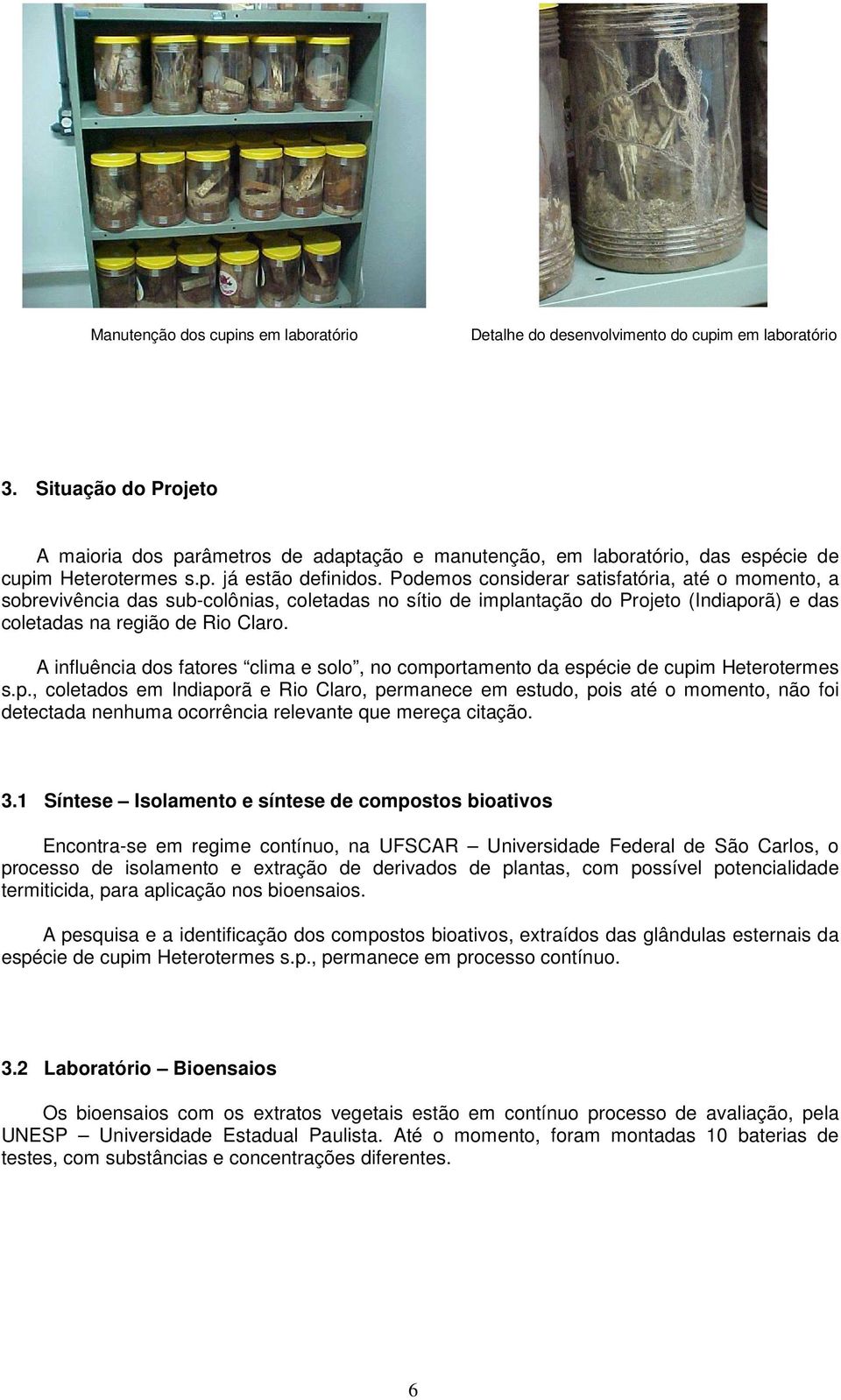 Podemos considerar satisfatória, até o momento, a sobrevivência das sub-colônias, coletadas no sítio de implantação do Projeto (Indiaporã) e das coletadas na região de Rio Claro.