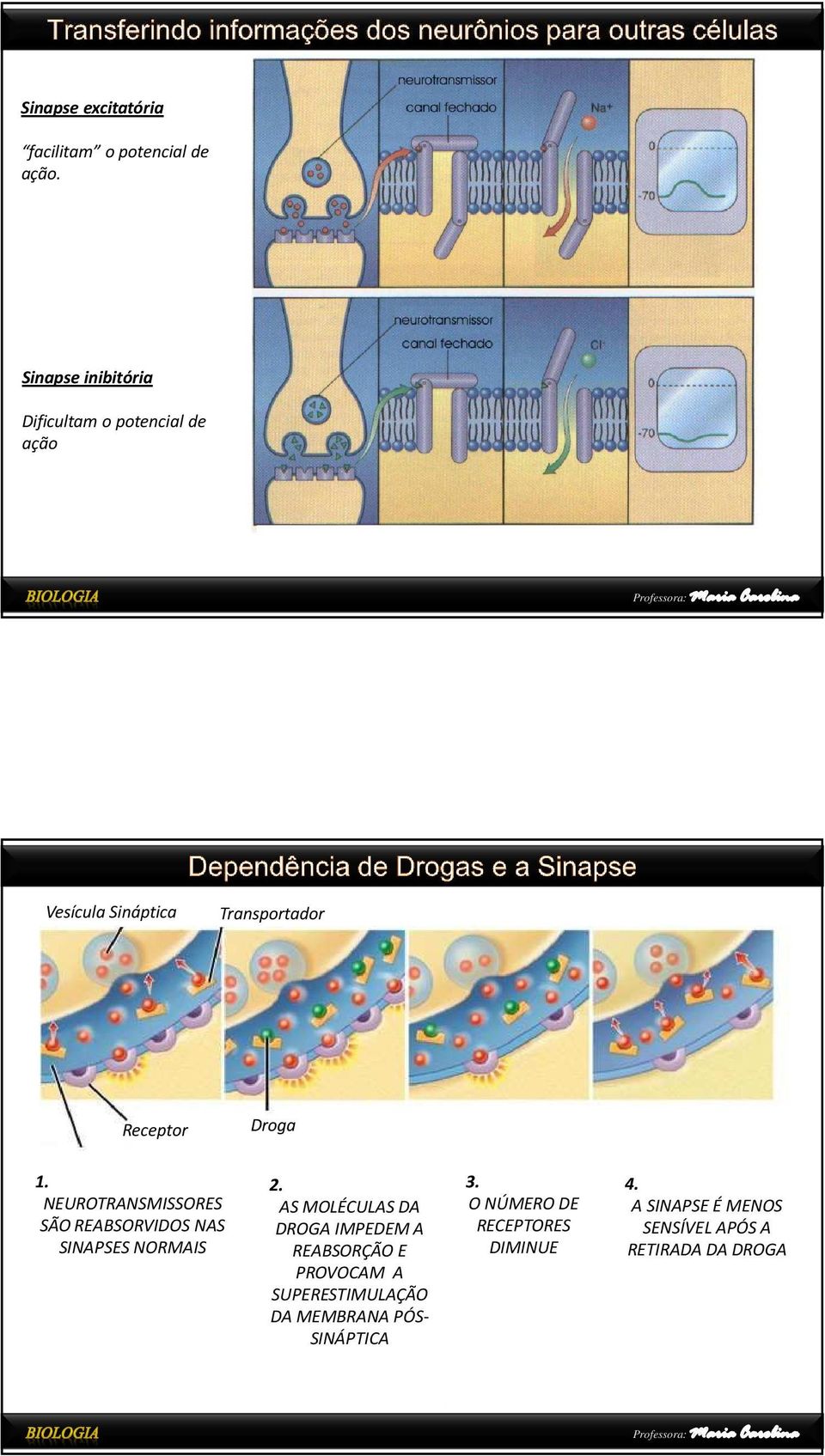 NEUROTRANSMISSORES SÃO REABSORVIDOS NAS SINAPSES NORMAIS 2.