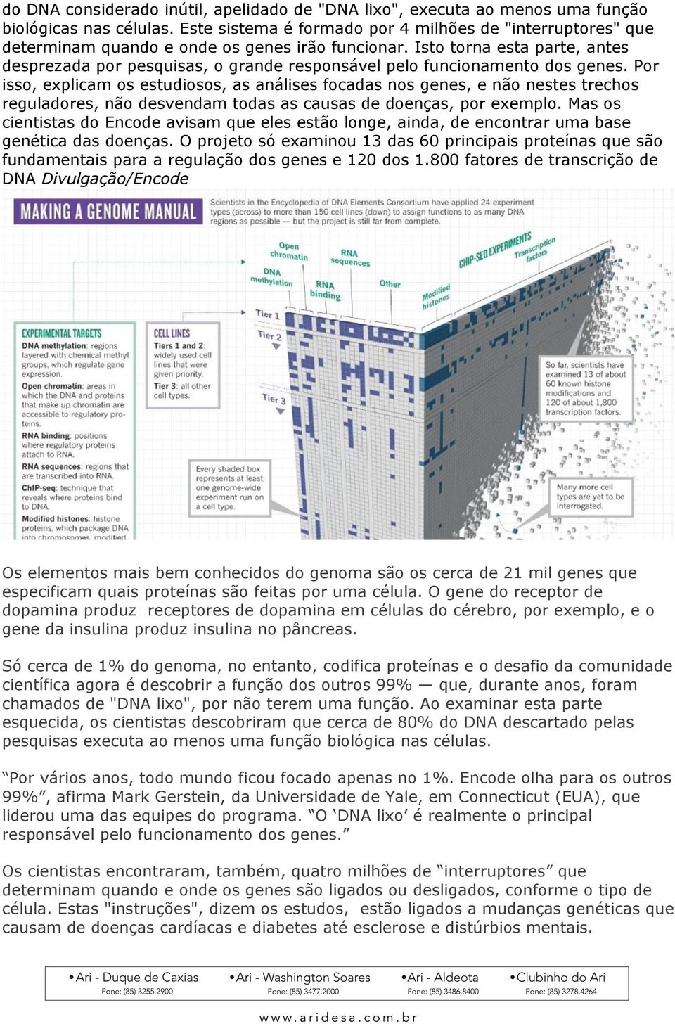 Isto torna esta parte, antes desprezada por pesquisas, o grande responsável pelo funcionamento dos genes.