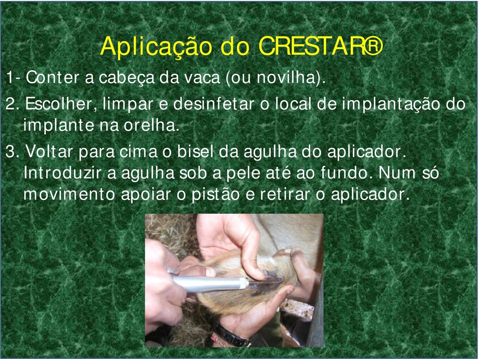 orelha. 3. Voltar para cima o bisel da agulha do aplicador.