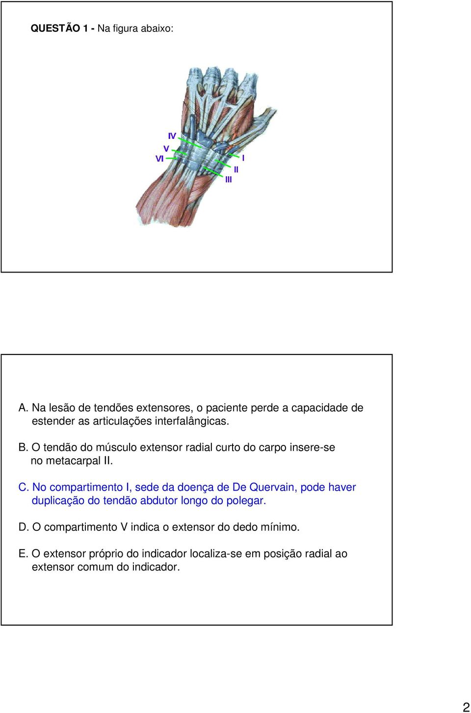 O tendão do músculo extensor radial curto do carpo insere-se no metacarpal II. C.